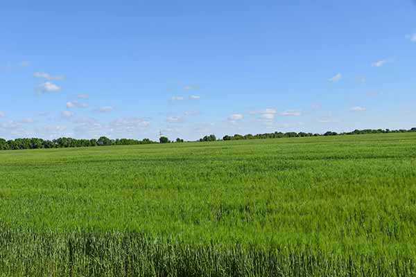 На Пирятинщині завершується посівна кампанія