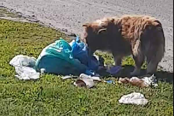 У Гребінці жінку оштрафували за залишене на вулиці сміття