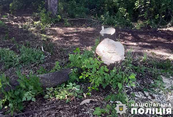 На Полтавщині п'ятеро зловмисників незаконно вирубували дерева