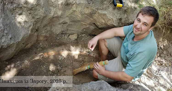 бивень мамонта