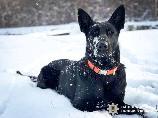 службові собаки