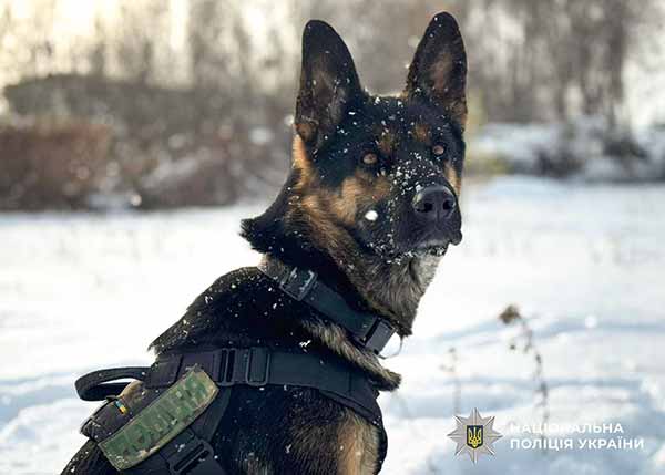 службові собаки