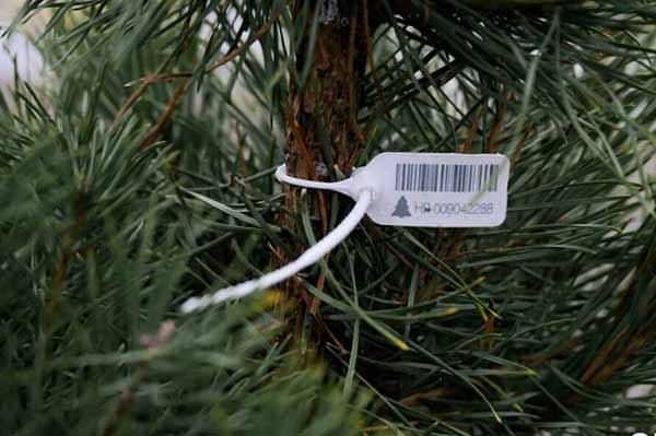 На Полтавщині виявили незаконний продаж ялинок