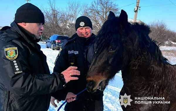 поліцейські відшукали зниклого коня