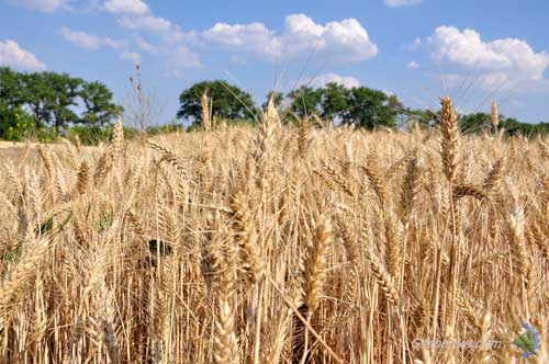  Полтавські аграрії зібрали 4 мільйони тонн <b>зерна</b> 