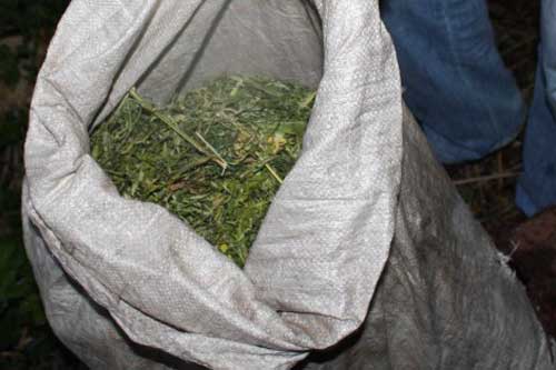  Правоохоронці Гребінківщини вилучили близько 500 грамів наркотиків 