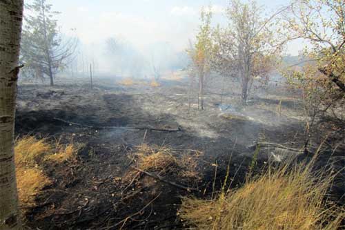  Житель Гребінківщини спалив сусідці 12 плодових дерев, кущі чорної смородини та малини 
