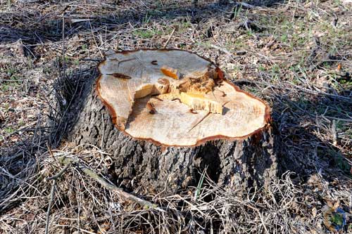 На Полтавщині затримали групу осіб, які займалися незаконною порубкою дерев