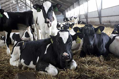  Корови з Гребінківщини дають молоко для дитячого харчування 