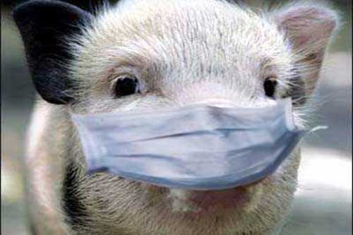  На Полтавщині зареєстрували 6 випадків африканської чуми свиней 