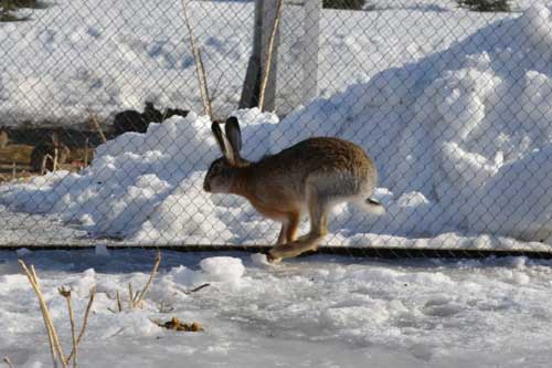  На Полтавщині вперше в Україні почали розводити зайця-русака 