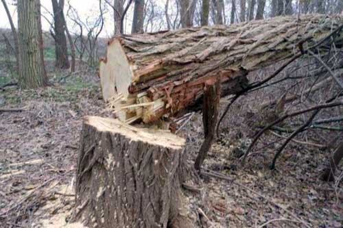  Гребінківська поліція нагадує про відповідальність за <b>незаконну</b> виробку деревини з лісосмуг 