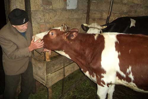  На Полтавщині затримали злочинців, які викрали у 79-річного пирятинця двох корів 