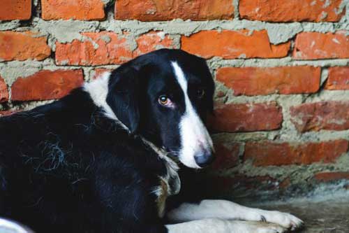  У Гребінці оштрафували недбалих господарів собак 