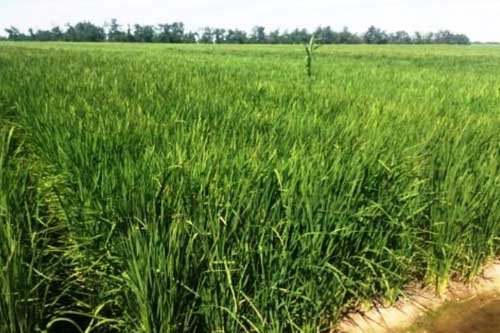 Фермери Полтавщини займуться вирощуванням рису