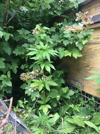 На Лубенщині чоловік вирощував коноплі на присадибній ділянці