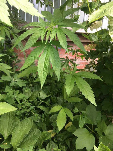 На Лубенщині чоловік вирощував коноплі на присадибній ділянці