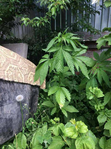 На Лубенщині чоловік вирощував коноплі на присадибній ділянці