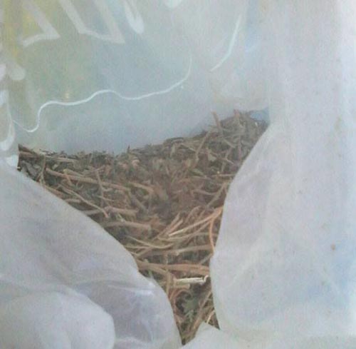 В ході обшуку у жителя міста Лубни поліцейські вилучили «канабіс»