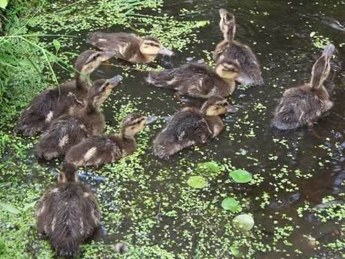 Гребінківщині проводяться заходи для збереження різноманіття дикої пр