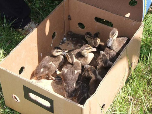 Гребінківщині проводяться заходи для збереження різноманіття дикої пр