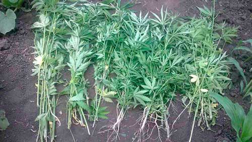 На Гребінківщині поліцейські виявили посів коноплі