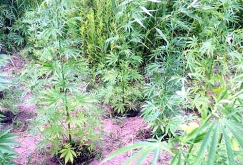 На Гребінківщині поліцейські виявили посів коноплі