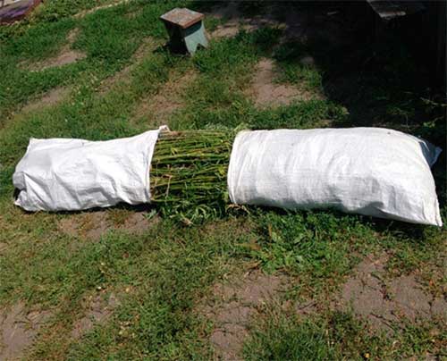 На Гребінківщині поліцейські виявили посів коноплі