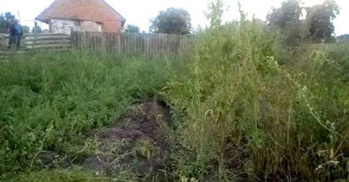 На Гребінківщині поліцейські виявили посів коноплі