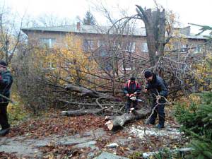 Підрізання, кронування аварійних дерев, вивезення гілля