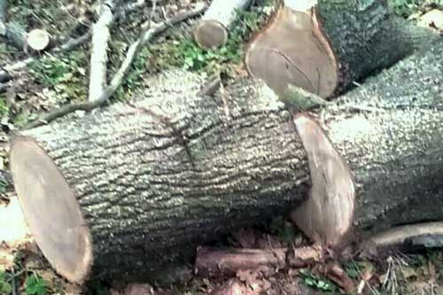  На Полтавщині 31–річний чоловік розпилював дуби в лісосмузі 
