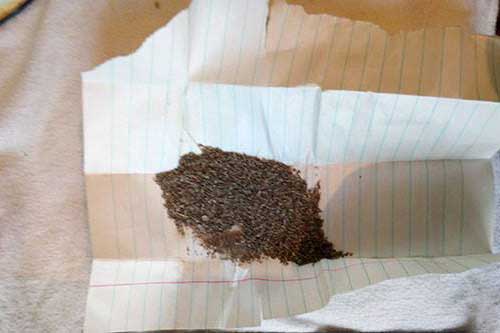 В Лубнах затримали трьох осіб за збут наркотичних речовин