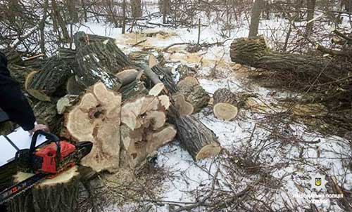 Незаконна порубка лісу