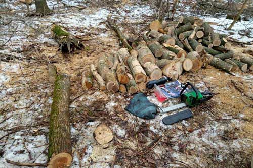  На Полтавщині викрили незаконну <b>порубку</b> восьми дерев ясену 