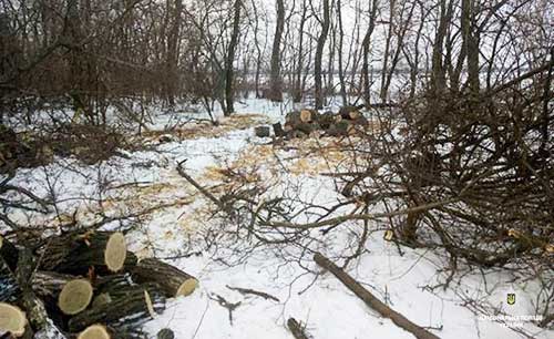 Незаконна порубка лісу