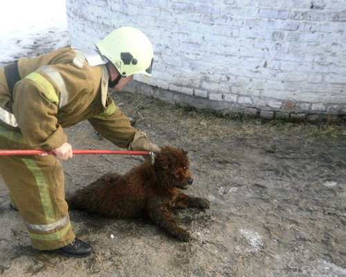 Собака впала у каналізаційний колодязь