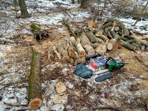 На Полтавщині викрили незаконну порубку восьми дерев ясену