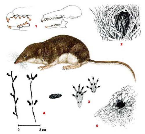На Полтавщині у природному парку знайшли рідкісну тварину На Полтавщині у природному парку знайшли рідкісну тварину