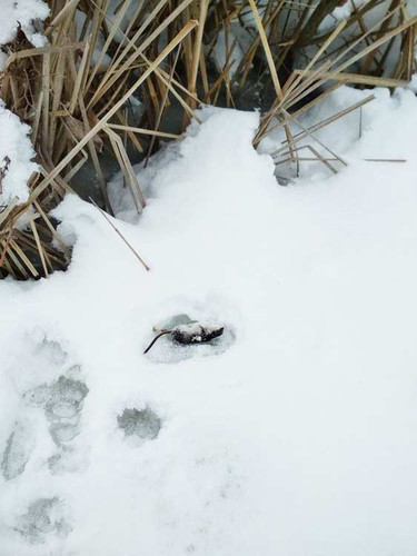 На Полтавщині у природному парку знайшли рідкісну тварину На Полтавщині у природному парку знайшли рідкісну тварину
