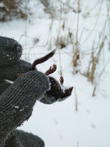 На Полтавщині у природному парку знайшли рідкісну тварину На Полтавщині у природному парку знайшли рідкісну тварину