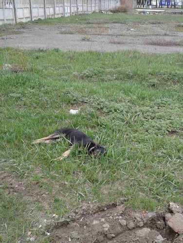 На Полтавщині відстрілюють бездомних собак На Полтавщині відстрілюють бездомних собак