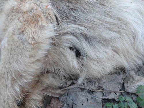 На Полтавщині відстрілюють бездомних собак На Полтавщині відстрілюють бездомних собак