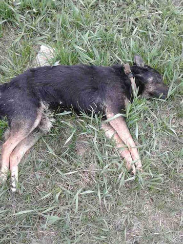 На Полтавщині відстрілюють бездомних собак На Полтавщині відстрілюють бездомних собак