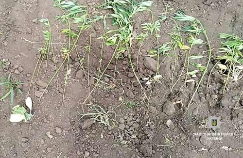 На Полтавщині поліцейські вилучають у громадян наркотики