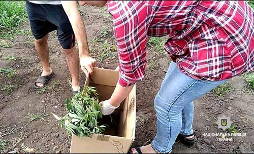 На Полтавщині поліцейські вилучають у громадян наркотики