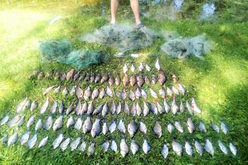  За липень браконьєри завдали збитків майже на 60 тис. грн, — Полтавський рибоохоронний патруль 