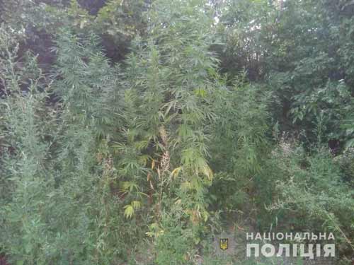 Результати операції «Мак» на Полтавщині