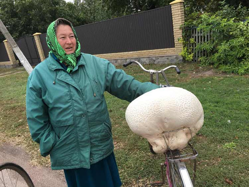 На Пирятинщині знайшли величезний гриб На Пирятинщині знайшли величезний гриб