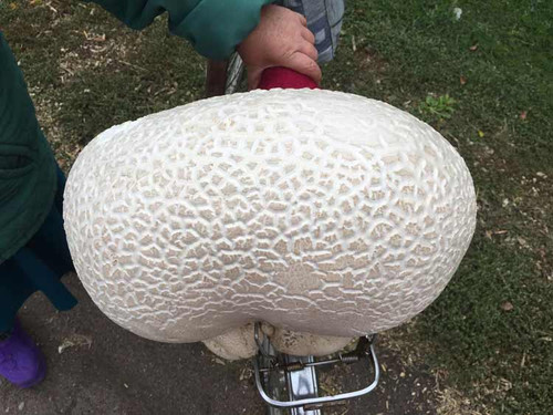 На Пирятинщині знайшли величезний гриб
