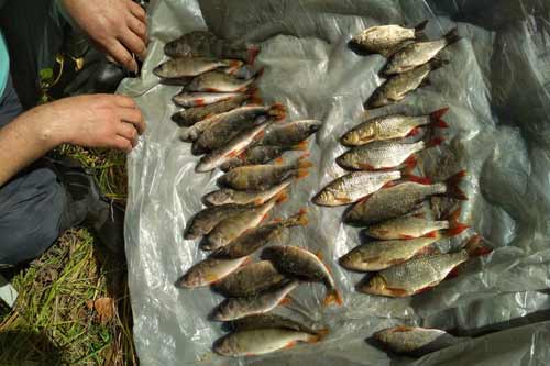 На Полтавщині браконьєри завдали збитків рибному господарству на 54 тис. грн